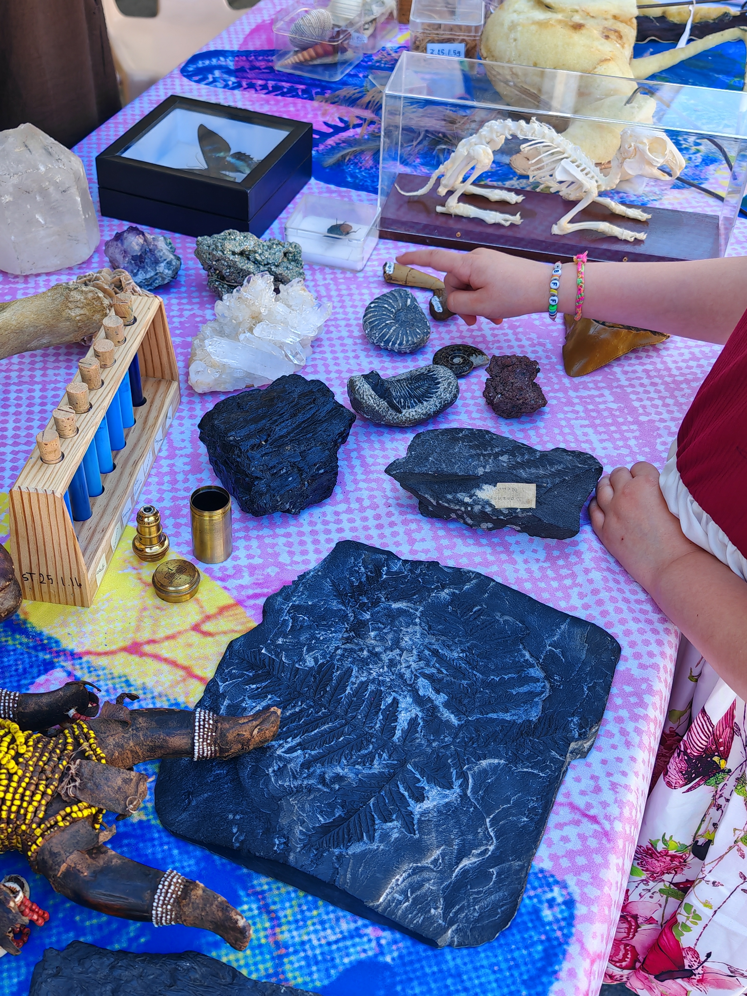 La malle «Muséum en boîte» : un outil universel